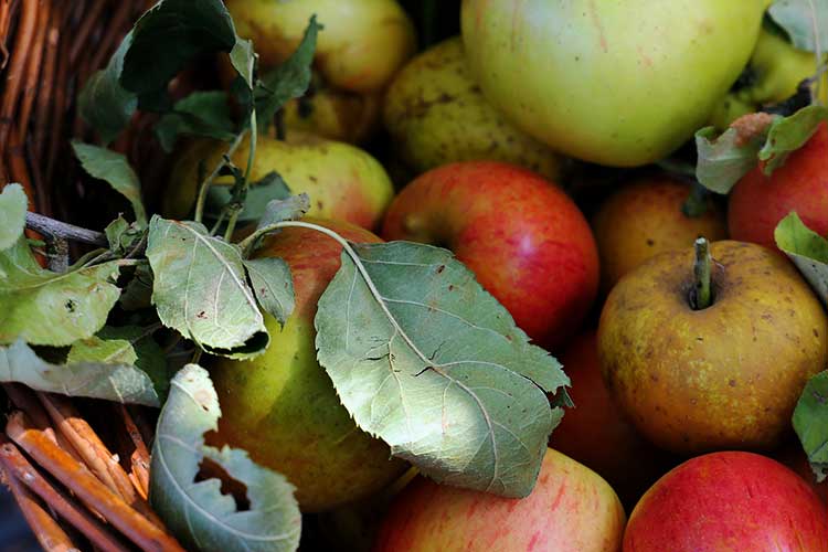 Streuobstwiese auf dem Erlebnishof