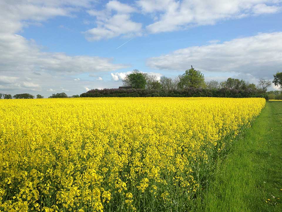 Sommer im Oderbruch und auf dem Erlebnishof